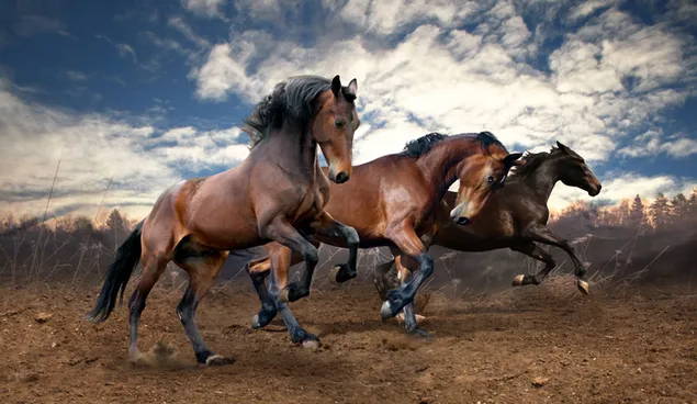 Muat turun Larian tiga ekor kuda coklat menikmati langit mendung di atas jalan tanah