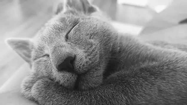 寝ているロシアンブルーの猫
