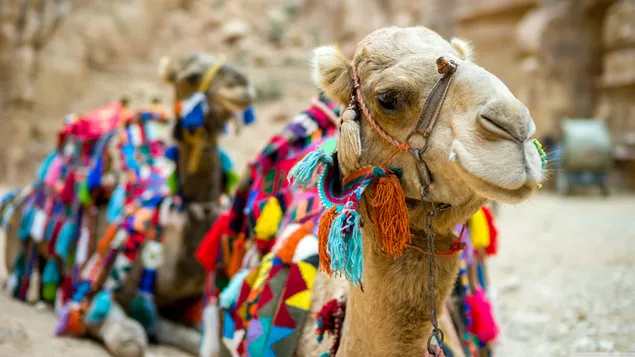 Sacred Camels of a Pilgrimage Sight download