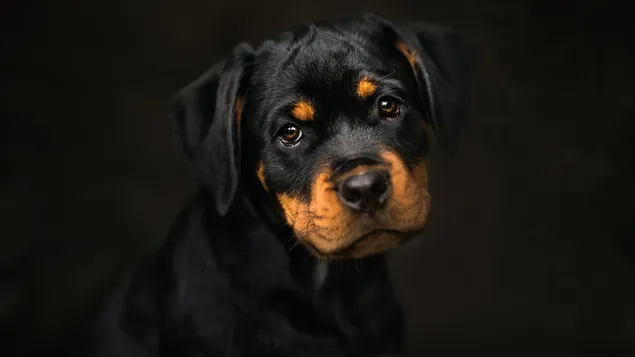 Sad face puppy rottweiler