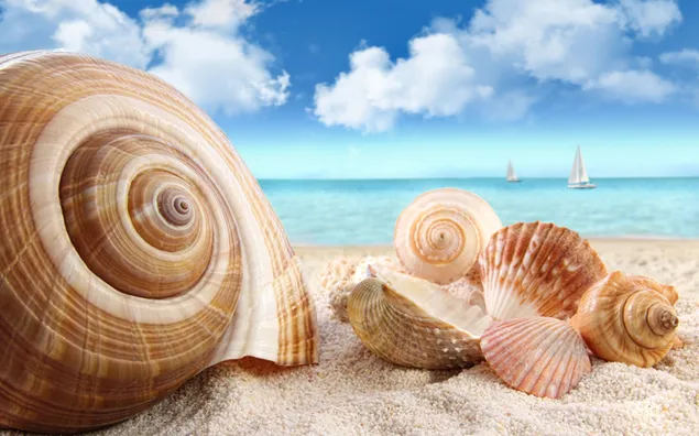 Veleros en el mar que se extienden hasta el cielo nublado y conchas en la playa
