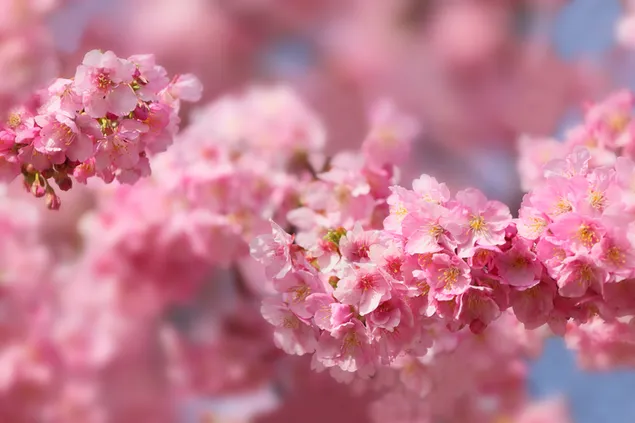 Sakura-Blume herunterladen