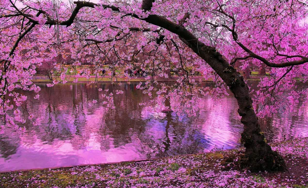 Muat turun Pokok Sakura Terpantul di Kolam