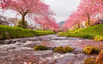 Arbres Sakura sur la rivière 4K fond d'écran