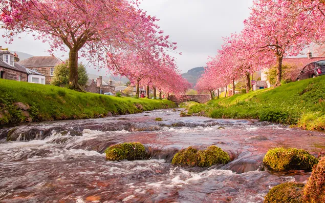川沿いの桜並木 4K 壁紙