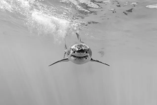 サメ、水中捕食者
