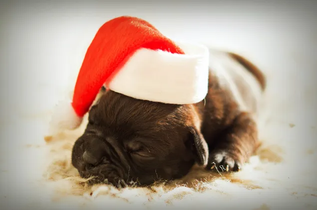 サンタの帽子をかぶったかわいい黒い子犬
