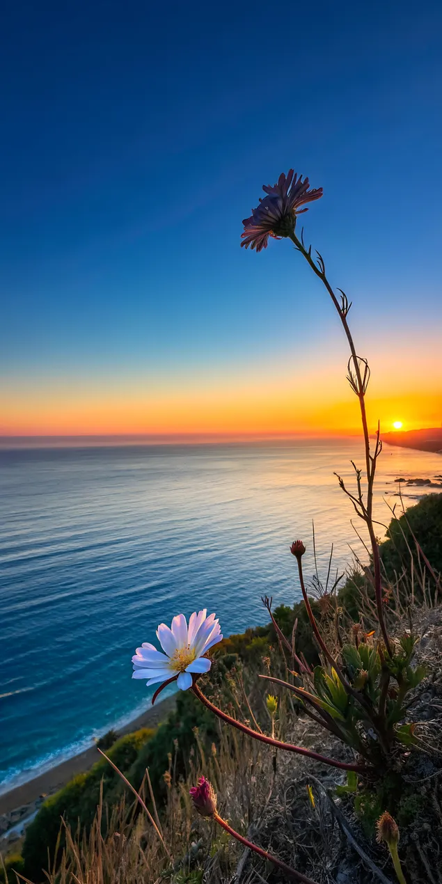 穏やかな海に映える冬の花とサファイアブルーから琥珀色のオレンジのグラデーション 2K 壁紙