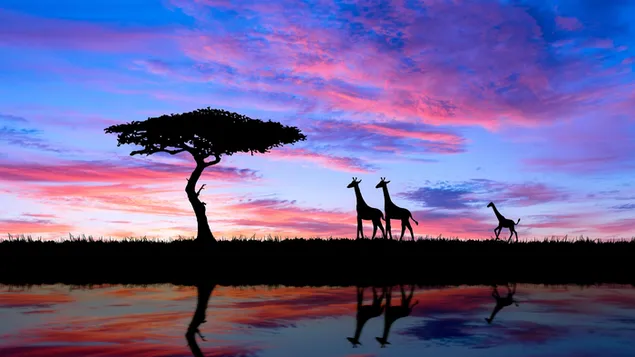 Savana zonsondergang en giraffen download