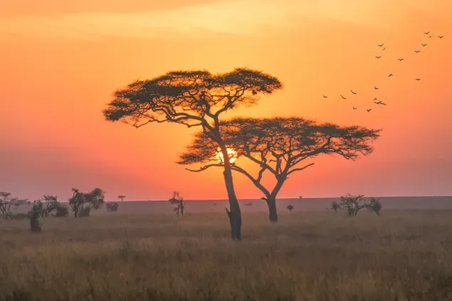 Savanne Sonnenuntergang herunterladen
