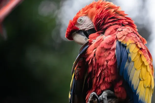Scarlet Macaw unduhan