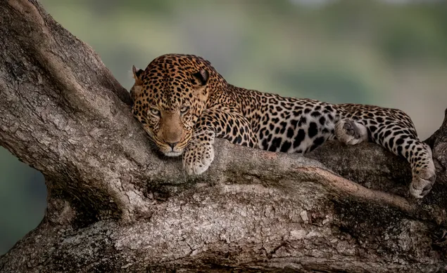 Tatapan menakutkan dan bidikan cheetah yang jelas beristirahat di cabang pohon