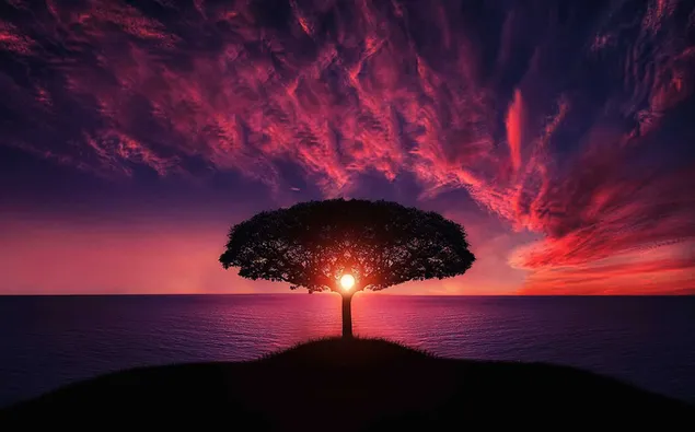 Schattenbild des Baums mit purpurrotem Sonnenuntergang