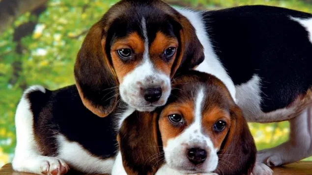 Schattige Beagle-puppy's
