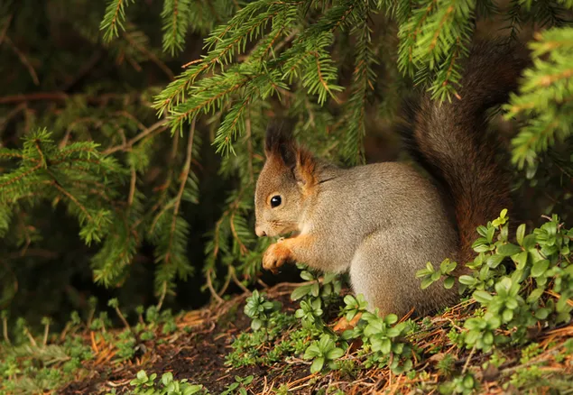 Schattige eekhoorn die zijn voedsel eet aan de rand van het bos met naaldbomen