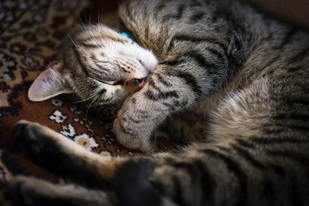 Schattige gestreepte kat slaapt op een handgemaakt tapijt met patronen