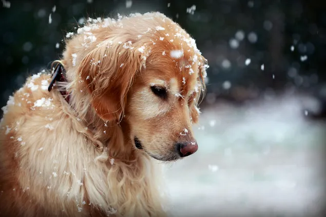 Schattige hond in de sneeuwval download
