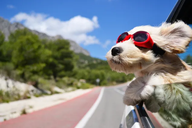 Schattige hond met rode zonnebril op een roadtrip download
