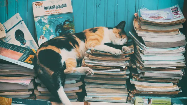 Schattige kat slaapt op boeken en tijdschriften bij de blauw geschilderde muur
