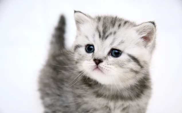 Schattige kitten kat, zilver tabby kitten