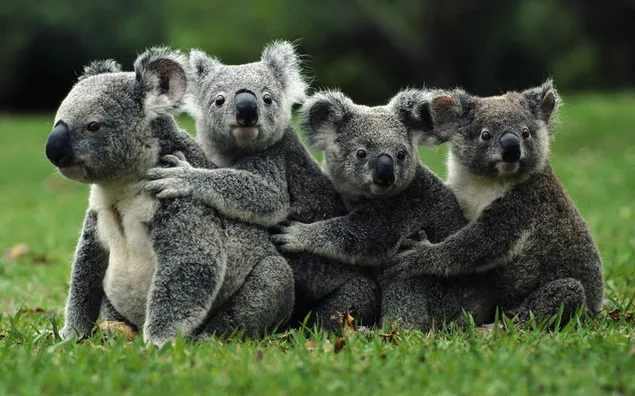 Schattige koala's