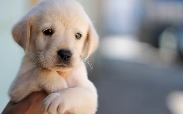 Schattige puppy, hond, huisdier, gezicht, hand download