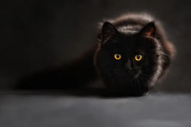 schattige zwarte kat