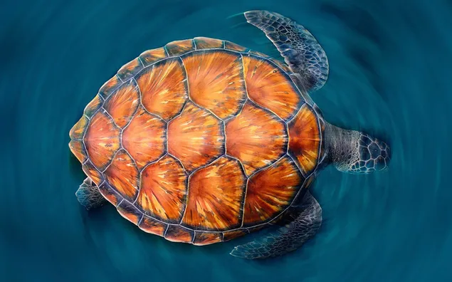 Schildkröte, die ins Wasser schaut