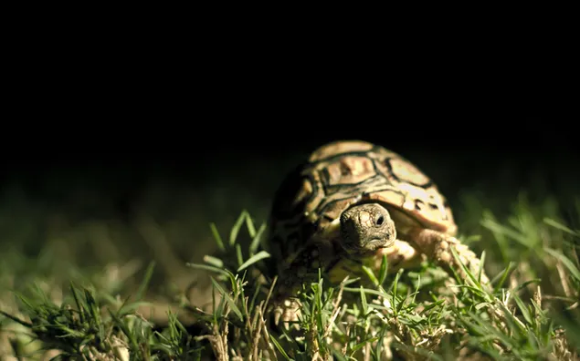 Schildkrötenbaby im Gras