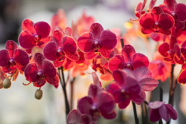 Schöne Aussicht auf rote Orchideen