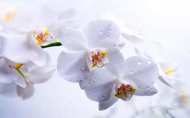 Schöne Aussicht auf weiße Orchideen