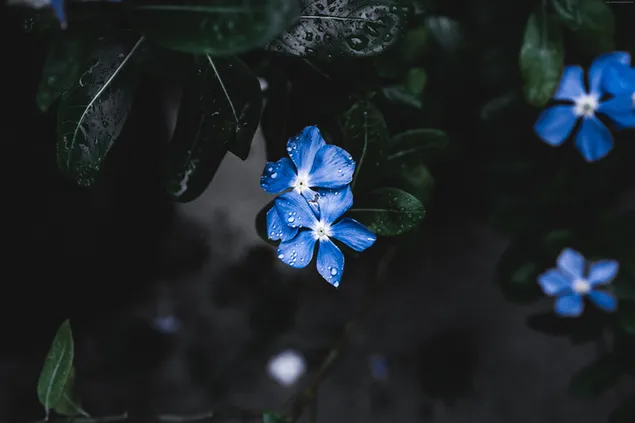 Schöne blaue Blume