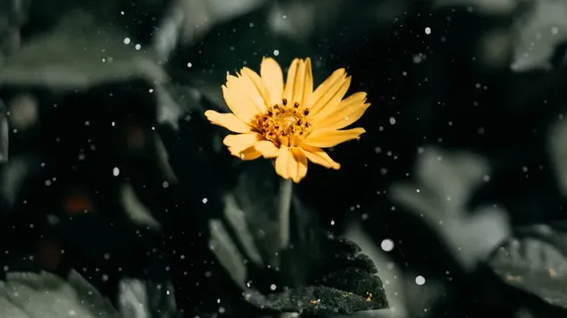 Schöne Blume im Winterwetter