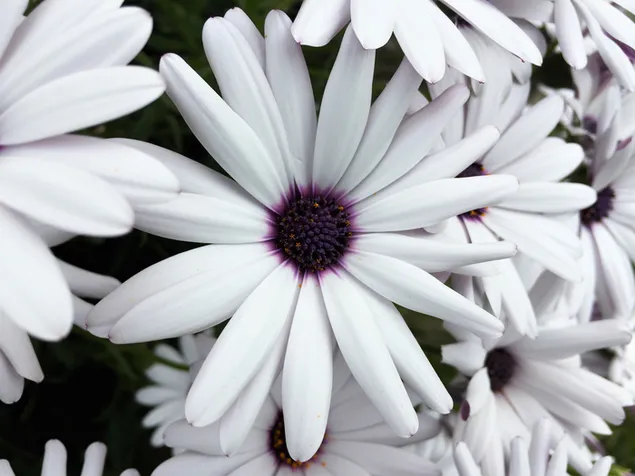 Schöne Gänseblümchen und Blumen in weißer und violetter Farbe
