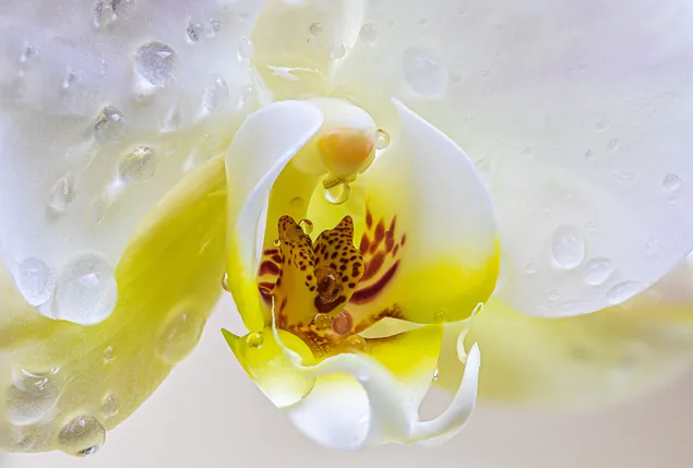 Schöne weiße gelbe Orchidee mit Tautropfen herunterladen