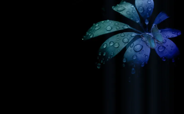 Schot van dauwbruin op bloembladen met blauwe bladeren op zwarte achtergrond