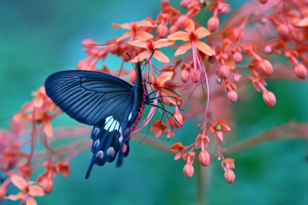 Schwarzer Schmetterling in den Blumen herunterladen