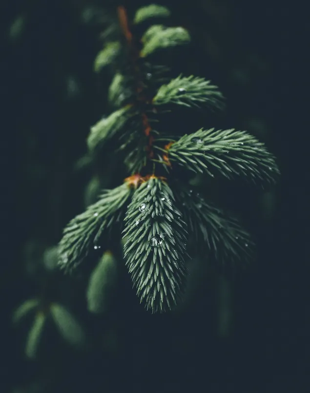 Schwarzes Hintergrundfoto von grünen Blättern auf Zweig mit Regentropfen