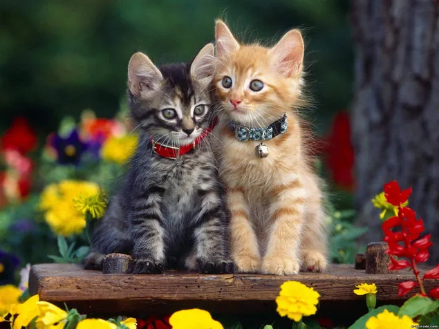 色とりどりの花に2匹の猫