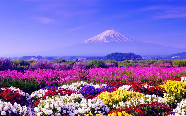 色とりどりの花々の後ろに雪に覆われた山頂がある富士山