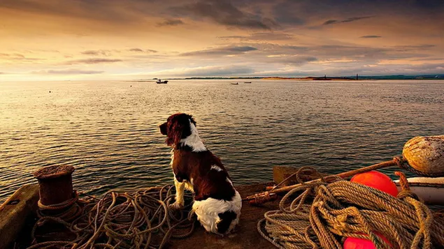 Zeehaven hondenwacht HD achtergrond
