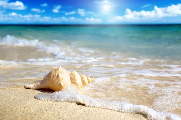 晴れた雲の空に海が伸び、夏にビーチの砂に波が打ち寄せる海の貝殻の風景 4K 壁紙