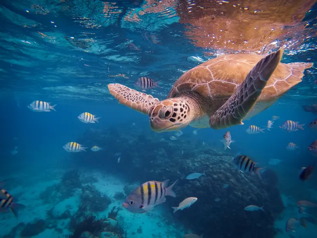 Meeresschildkröten und Fische schwimmen im Meer 2K Hintergrundbild