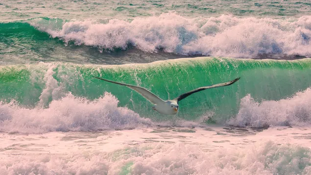 Galeb se plava z valom HD ozadje