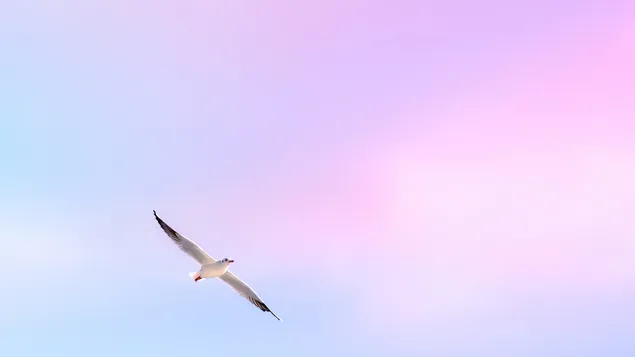 seemeeu se sagte vlug aflaai