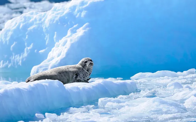 Seal allein in den Gletschern