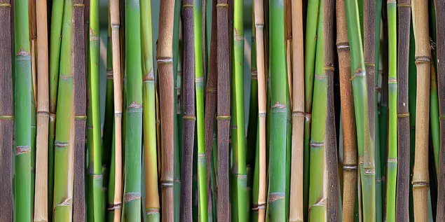 tbnyt rq` khlqh shl gb`vly bmbvq mytyym vtsmtym hvrd