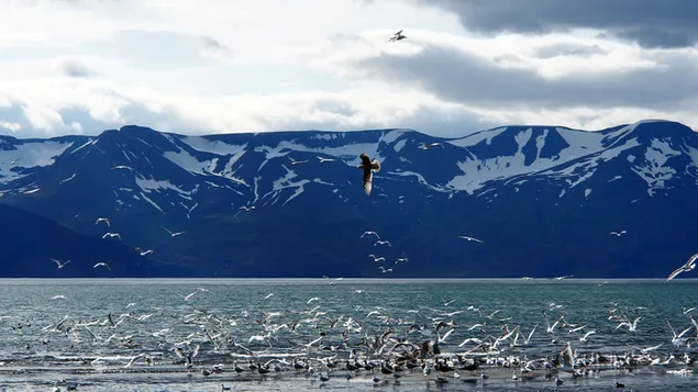 Havlandskab 4K baggrundsbillede