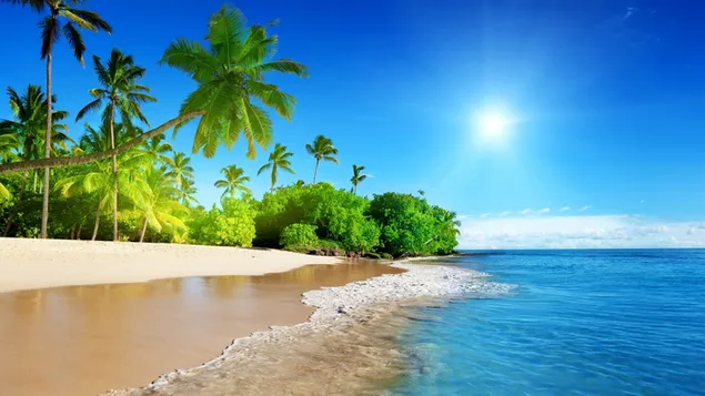Pemandangan tepi laut dari pohon palem dan pohon di bawah sinar matahari dan di luar ruangan