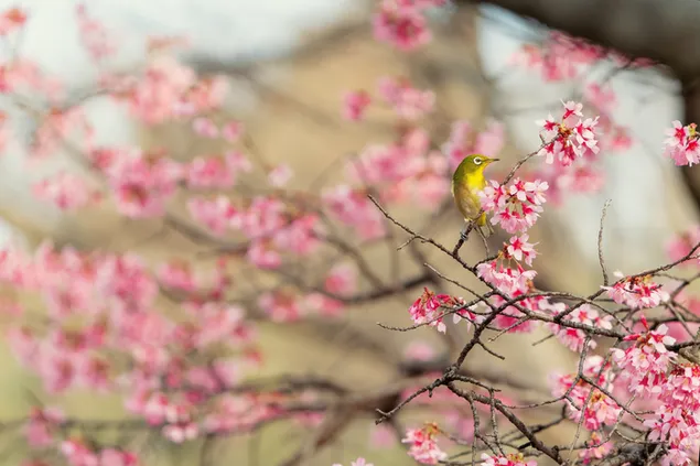 Semillas que florecen en primavera y un pájaro diminuto en la rama de un árbol 4K fondo de pantalla